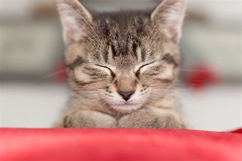 猫 動物 子猫 Pixabayの無料写真