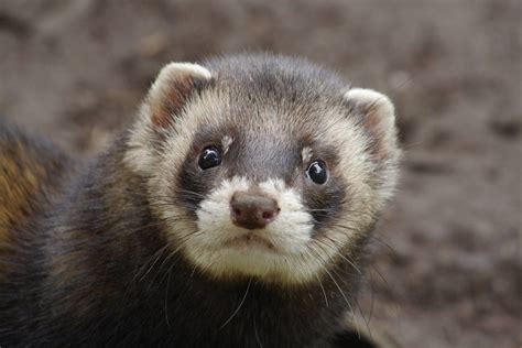 Polecat European Polecat Cute Animals Creatures Cats Ferrets