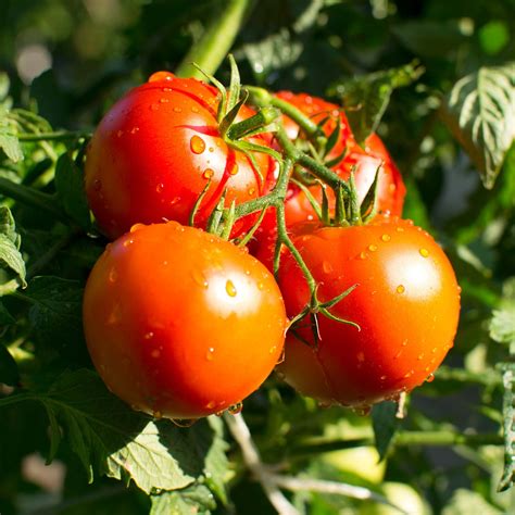 Tomato Garden Seeds Bush Champion Ii Hybrid 100 Seeds Non Gmo