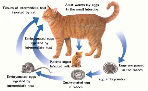There are various types of parvovirus, which can infect a variety of species including humans. Cat Worms - The Symptoms And How You Can Get Rid Of Them