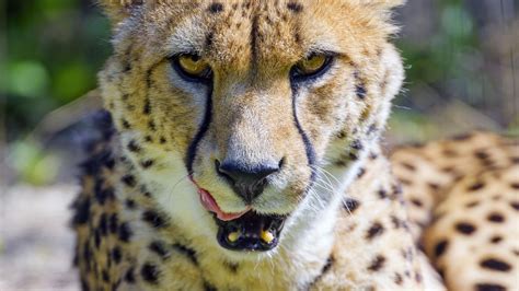 Download Wallpaper 1920x1080 Cheetah Protruding Tongue Animal