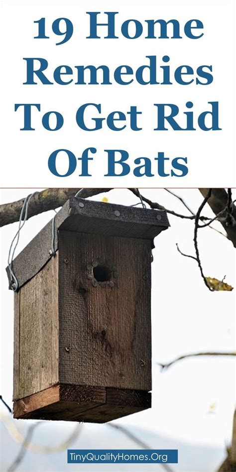A bumble bee is one of the species of the bee families in the genus bombus, a part of apidae. 19 Home Remedies And Bat Repellents To Get Rid Of Bats ...
