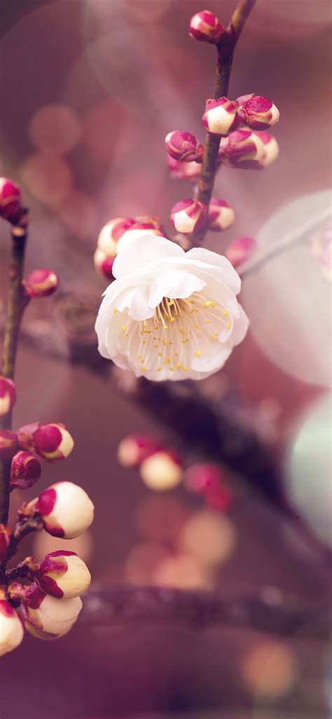 Apricot Flower Bud Flare Spring Iphone X Wallpapers Free Download
