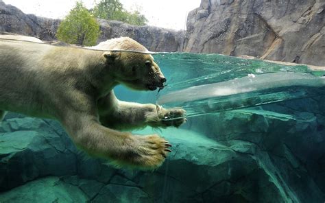 Polar Bears Animals Ice Split View Swimming Wallpapers