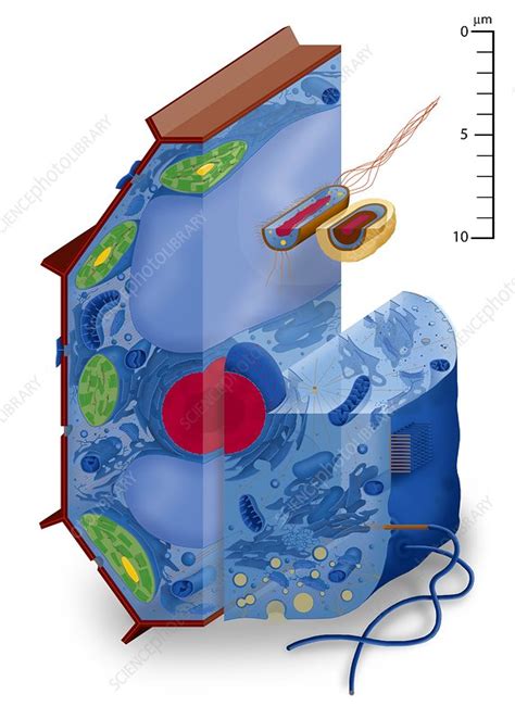 Cell Types Artwork Stock Image C0097395 Science Photo Library