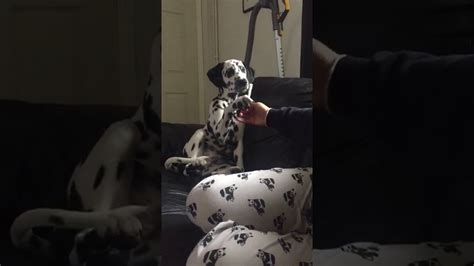 Pongo The Dalmatian Pup Youtube