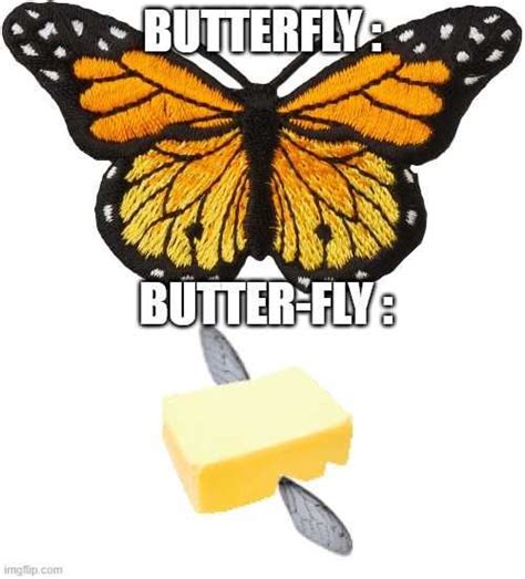 butterfly meme phenomenon butterfly meme for famous with butterfly insects lepidoptera