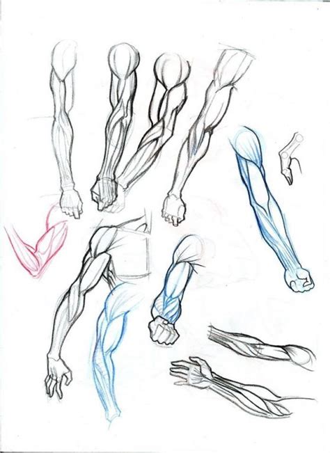 Estudo De Anatomia Animedrawing Anime Drawing Male Anatomy