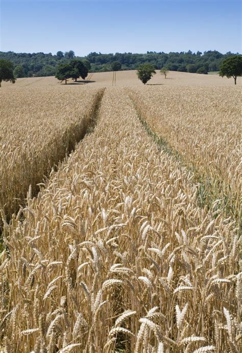 A Wheatfield Ready For Harvest Stock Photo Image Of Cornfield