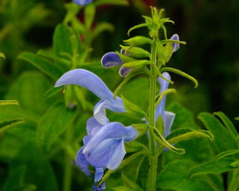 Salvia Patens Gardensonline