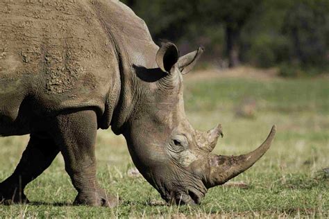 Afrikas Top 10 Safari Dyr Og Hvor At Se Dem