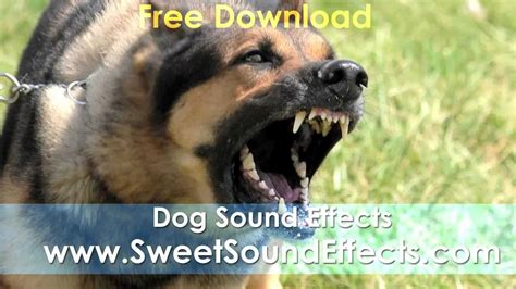 Barking Dog Sound Effects Free Download Youtube
