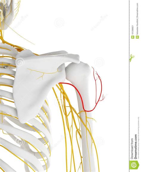 Axillary Nerve Diagram