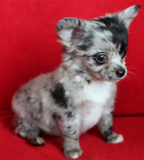 Baron is a blue merle long coat handsome male. Long-Hair Merle Chihuahua | chihuahua......how cute is ...