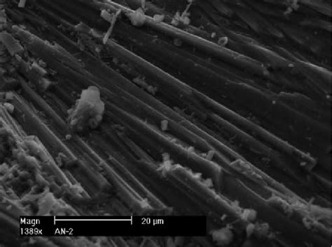 Sem Image Of Typical Aragonite Crystals From The Carbonate Crusts