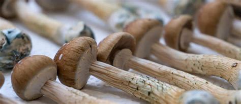 Oregon First State To Legalize Magic Mushrooms For Therapeutic Use