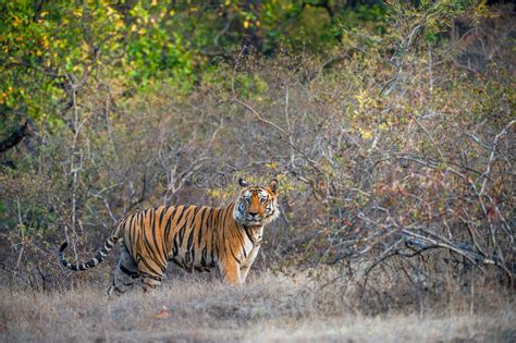 India Ski Tygrys W Dzikim Kr Lewski Bengalia Tygrys Panthera Tigris