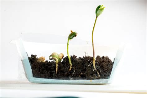 What Causes Seed Germination Learn About Germination Factors For Seeds