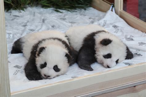 Berlin Zoo Reveals Names Of Panda Twins Cn