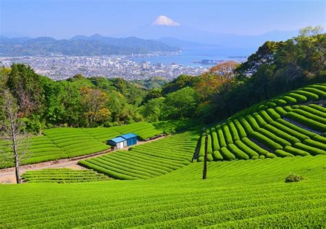 Nihondaira Plateau Travel Shizuoka｜local Travel Partners
