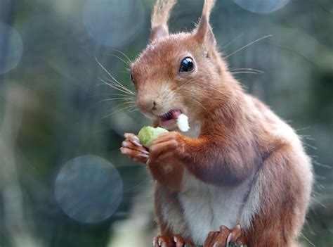Red Squirrel Eating Hazelnut Paradise Park Hayle Cornwall Paradise Park