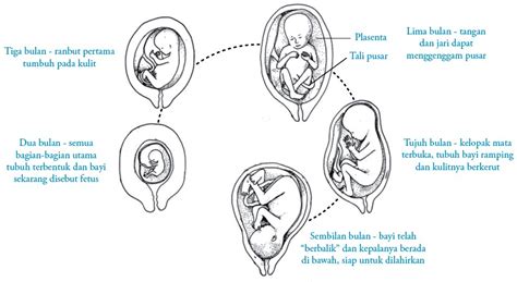 Proses Fertilisasi Gestasi Kehamilan Dan Persalinan Pada Manusia