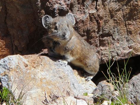 Pikas In Peril Us National Park Service