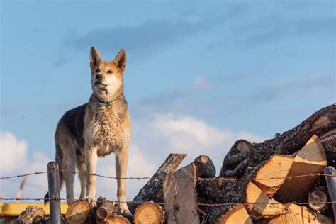 German Shepherd Coyote Mix An Ultimate Coydog Guide All About
