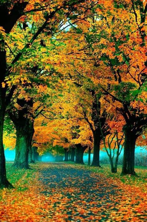 Pin By Becky Cagwin On Seasons Amazing Autumn Autumn Scenery Leaf