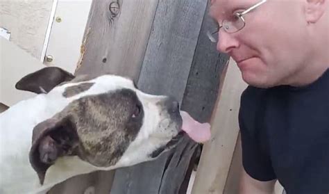 Dog Goes Nuts When A Man Pretends To Lick His Nose Daily Mail Online