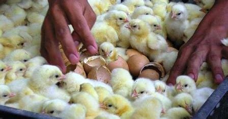Lawatan ke reban ayam kampung asli yang berskala komersial di melaka #ayamkampung. DINARA AGRO FARM: ANAK AYAM KAMPUNG KACUK UNTUK DIJUAL