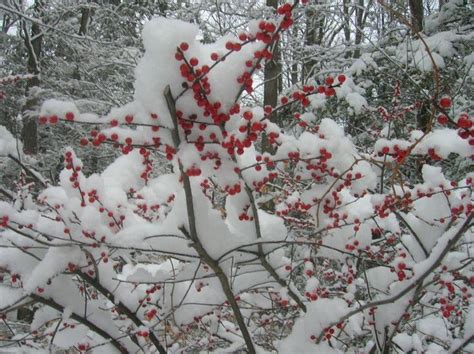 Some Snowberries In Lakeridge Red Peppercorn Beautiful Red