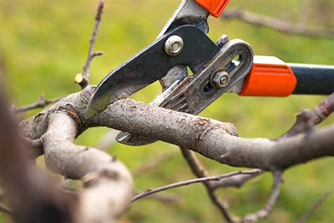 4 Signs Of A Bad Tree Pruning Pinay Flix