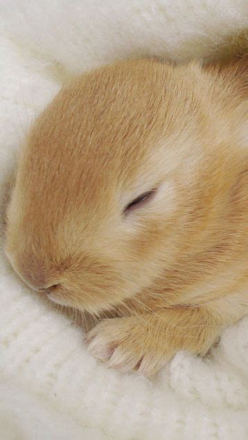 Sleeping Baby Bunny Image 2596695 On