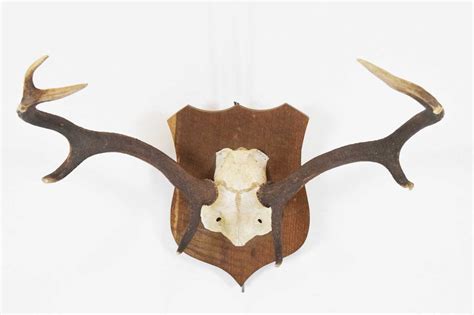 Lot 259 Shield Back Stag Antlers