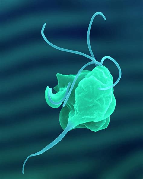 Trichomonas Vaginalis Parasitic Protozoan Photograph By Dennis Kunkel Microscopy Science Photo