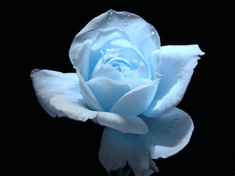 Blue Flowers Names And Pictures Light Blue Rose Flower Wallpaper