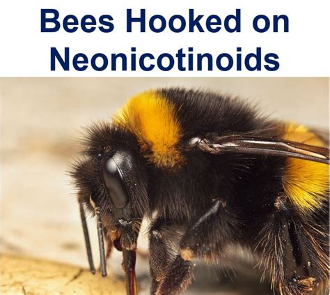 Bees Get Addicted To Neonicotinoid Pesticides Like Humans To Nicotine