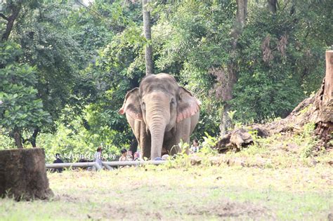 Heha sky view jogja merupakan rumah makan yang memiliki pemandangan indah kota jogja apalagi ketika dinikmati pada malam hari. Kumpulan Foto Kartun Kebun Binatang | Duinia Kartun
