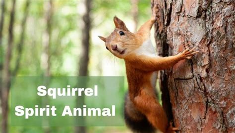 Squirrel Spirit Animal Meaning Cool Astro