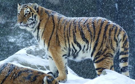 748079 Tigers Big Cats Rare Gallery Hd Wallpapers