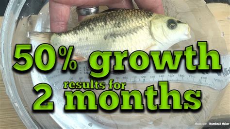 50 Koi Growth In 2 Months See How I Got These Results Koi Fry