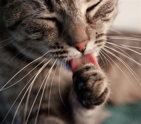 Cat Licking Paw Free Stock Photo By Mili Vigerova On