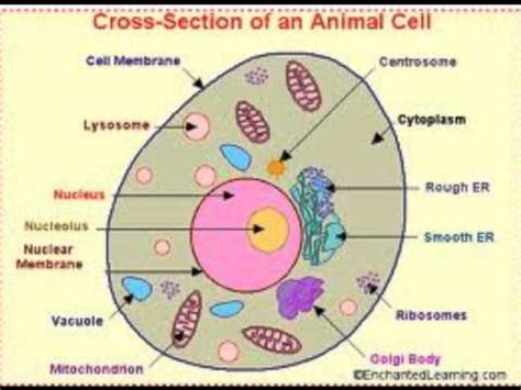 We did not find results for: Parts of an Animal Cell - YouTube