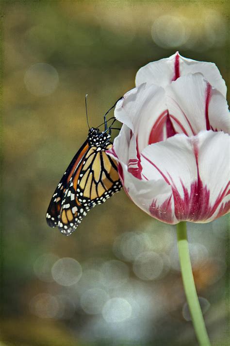 Butterfly On Tulip Photograph By Heather Reeder Fine Art America