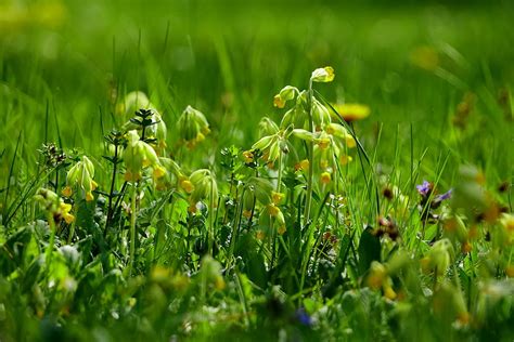 Hd Wallpaper Grass Flower Meadow Plant Nature Cowslip Spring