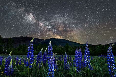 Nature Stars Night Usa Mountain Flower Meadow Lupine New