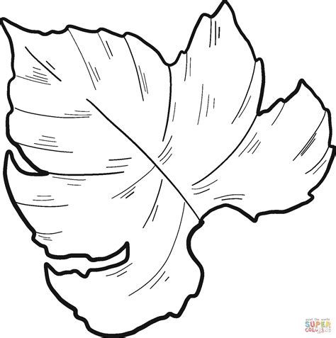 Grape Leaf Leaves Clipart Template Grapes Outline Vine Drawing