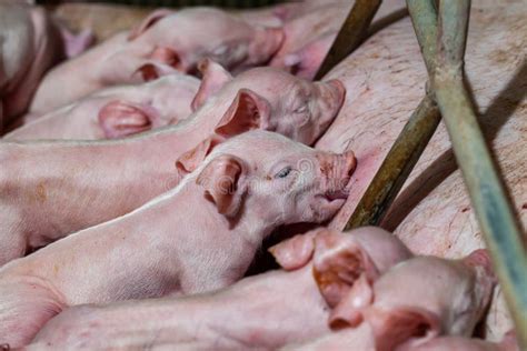 Newborn Piglets Are Trying To Suckle From Its Mother Pig Scramb Stock