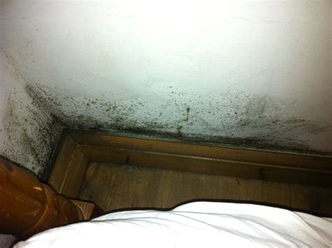 removal  black mould  bedroom  identify  damp proofing